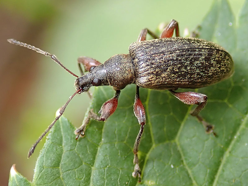 Curculionidae: Phyllobius (Phyllobius) glaucus